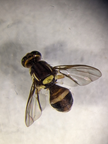 Bactrocera breviaculeus