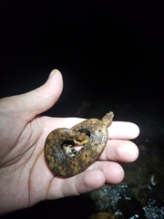 Trachyboa boulengeri