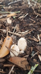 Coprinellus flocculosus