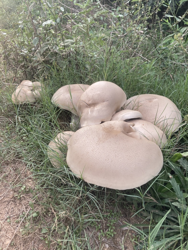 Macrocybe titans · March 2025 · photo: © mirricoarte (iNaturalist, cc0)
