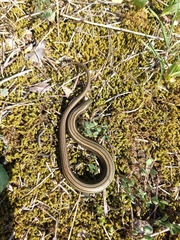 Chalcides chalcides