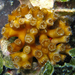 Tube Coral - Photo (c) FWC Fish and Wildlife Research Institute, some rights reserved (CC BY-NC-ND)