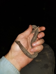 Trachyboa boulengeri