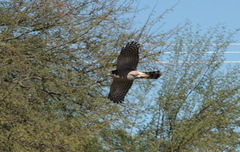 Accipiter cooperii