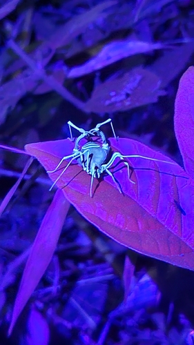daddy longlegs