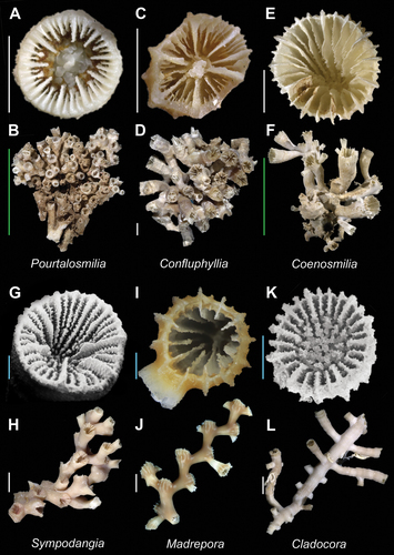 Tube Coral