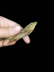 Anolis aequatorialis