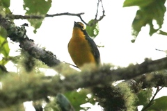 Myioborus melanocephalus