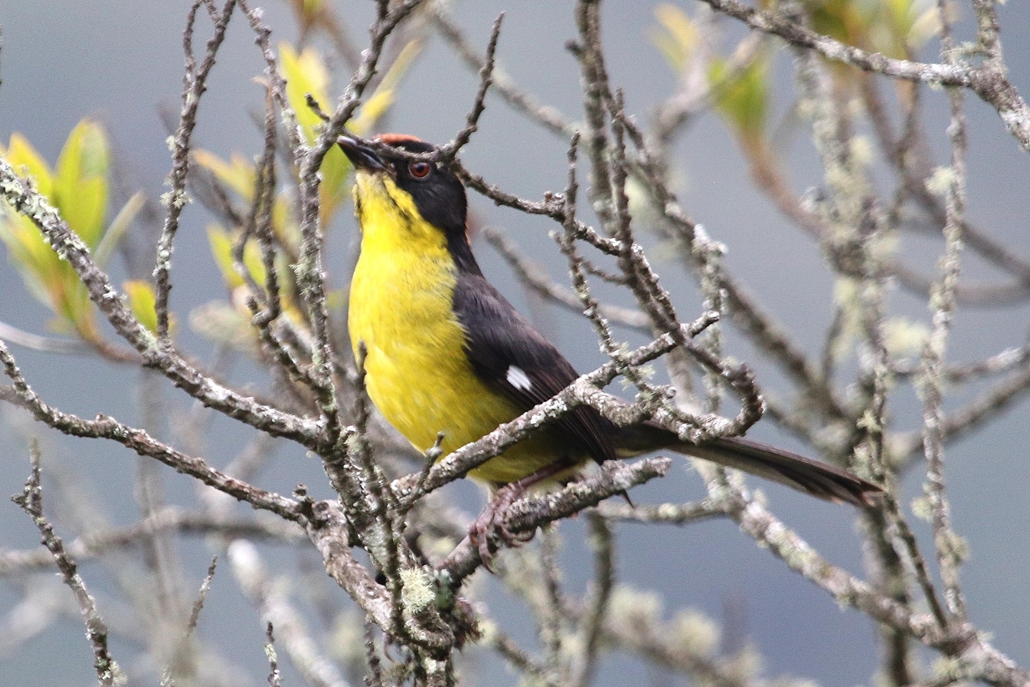 Atlapetes latinuchus image