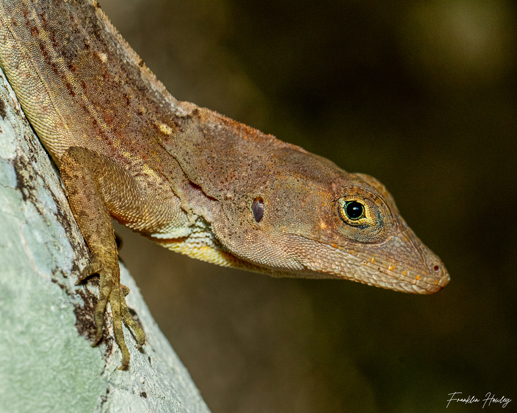 Common Stout Anole
