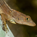 Common Stout Anole - Photo (c) Franklin Howley-Dumit Serulle, some rights reserved (CC BY-NC), uploaded by Franklin Howley-Dumit Serulle