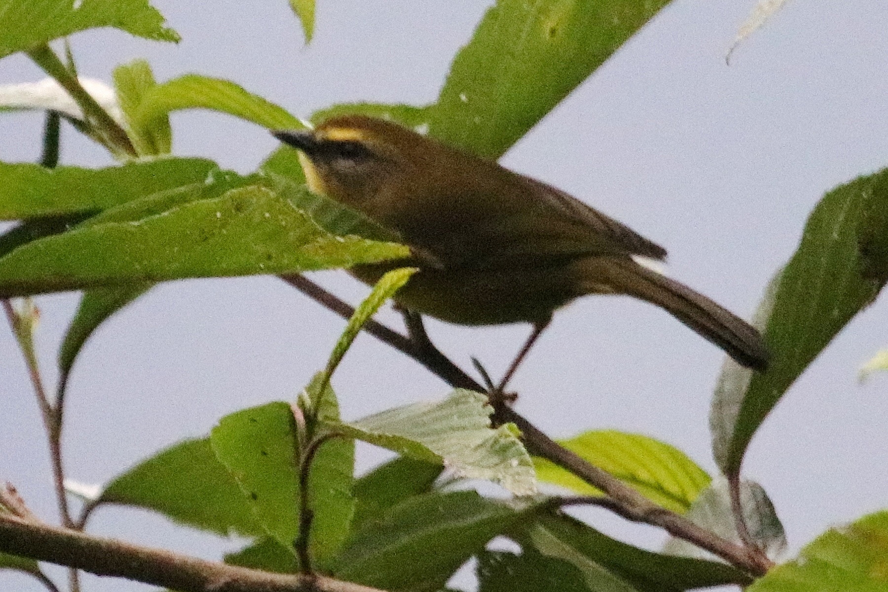 Myiothlypis luteoviridis image