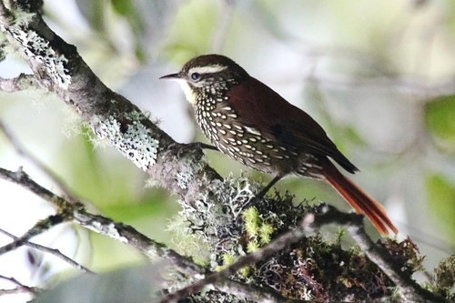 Margarornis squamiger image