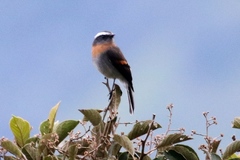 Ochthoeca rufipectoralis