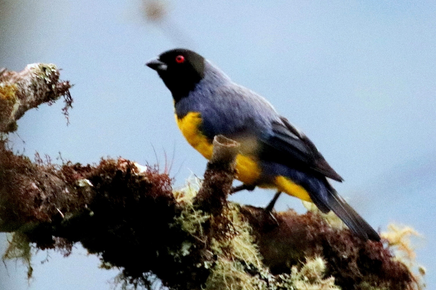 Buthraupis montana image