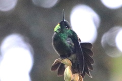 Heliangelus micraster