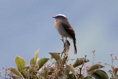 Ochthoeca rufipectoralis