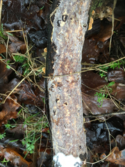 Vuilleminia comedens