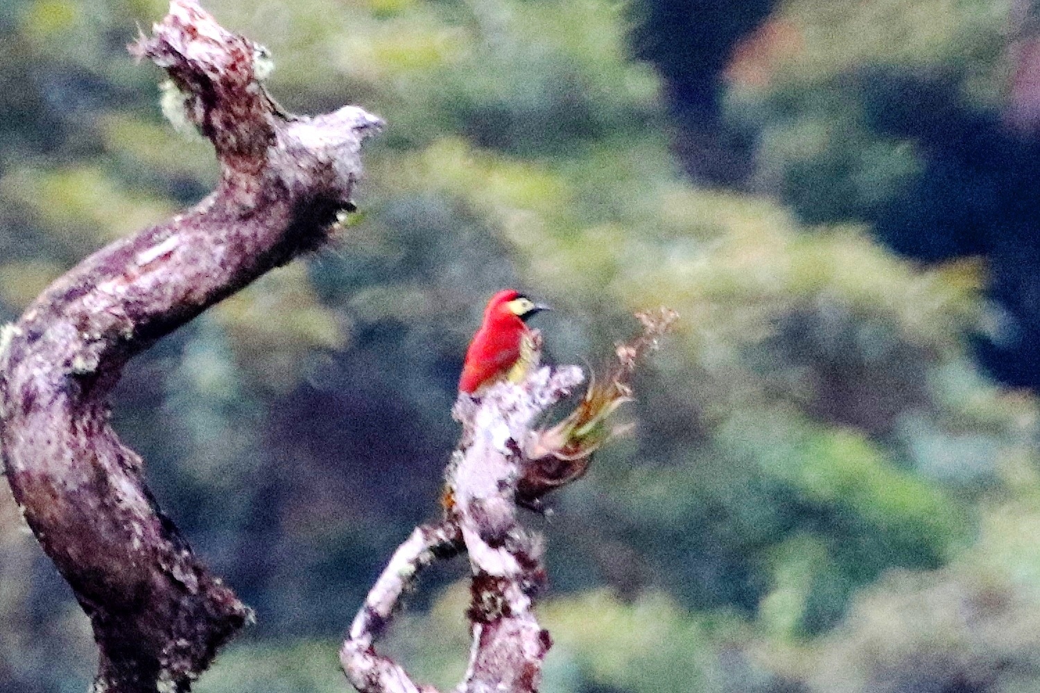 Colaptes rivolii image