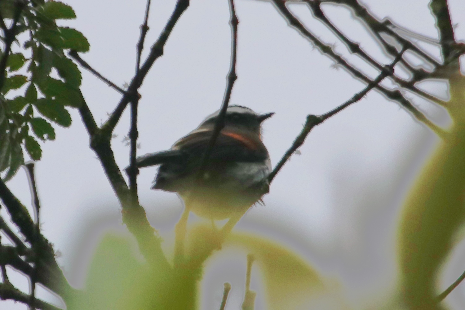 Ochthoeca rufipectoralis image