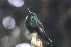 Heliangelus micraster