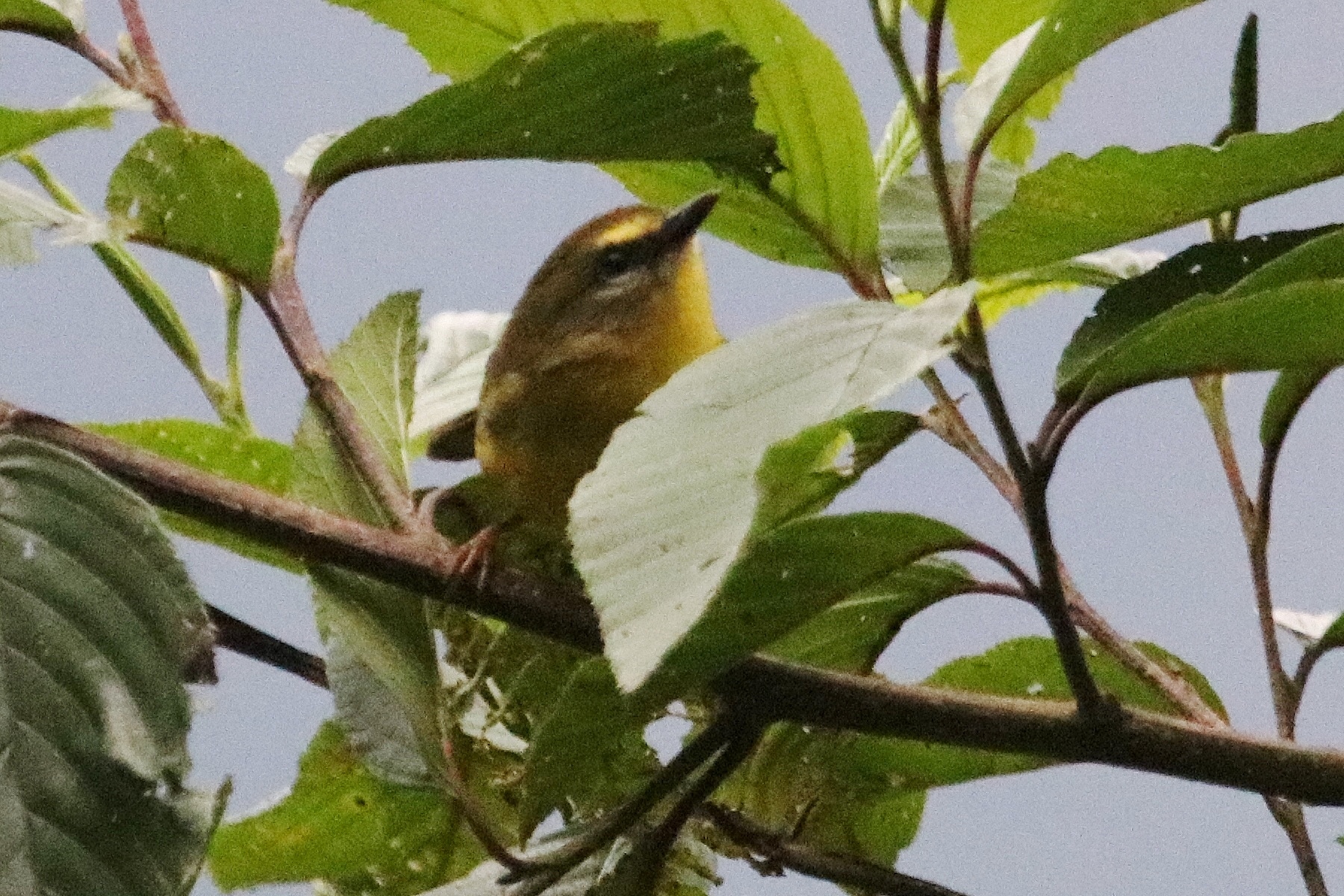 Myiothlypis luteoviridis image