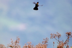 Heliangelus micraster