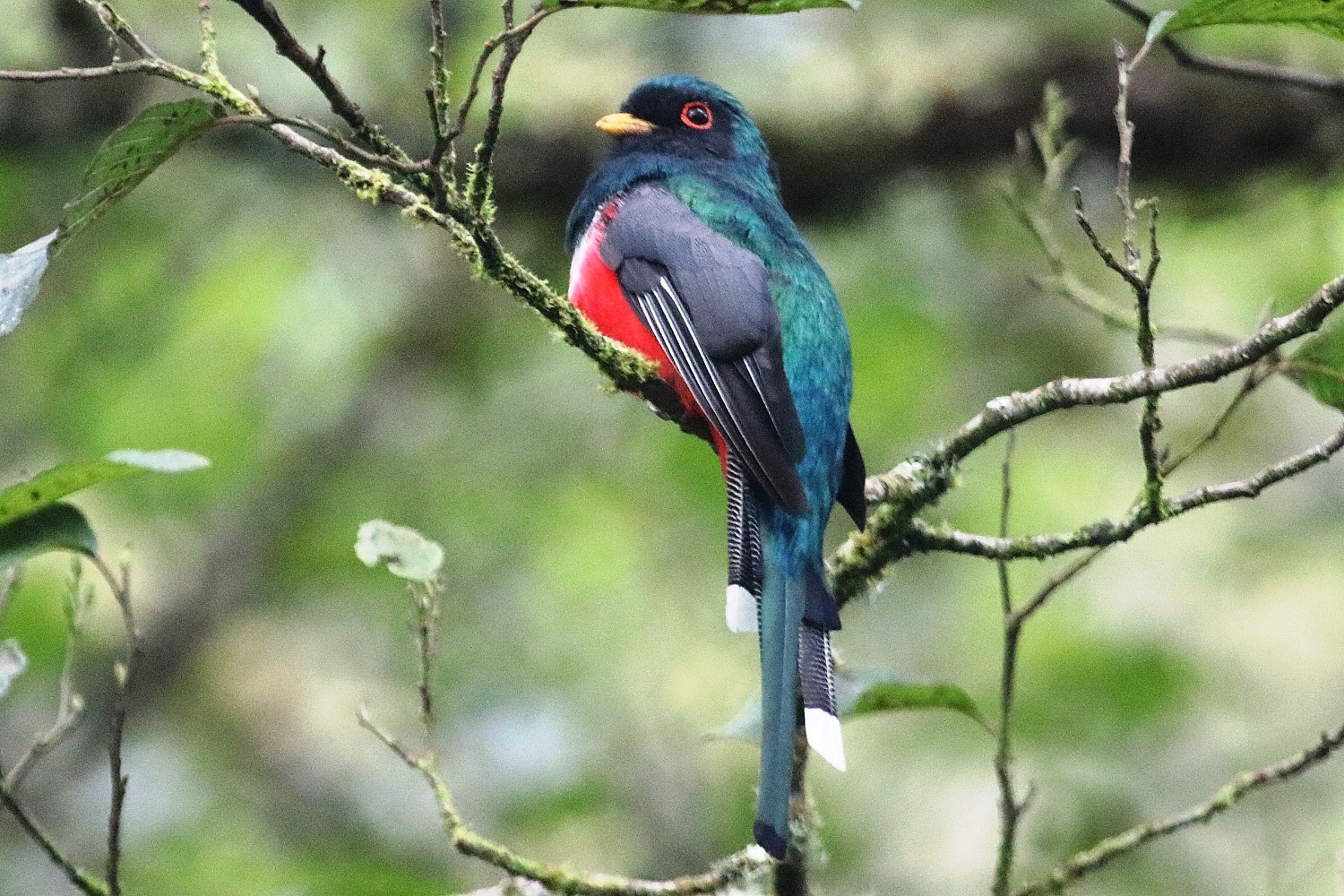 Trogon personatus image