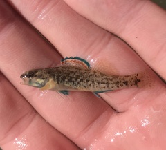 Etheostoma lepidum
