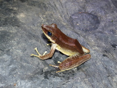 Odorrana hosii