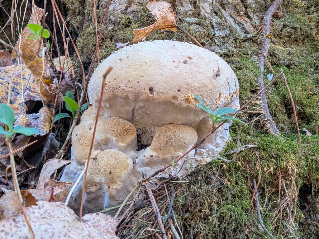 Pseudoinonotus dryadeus
