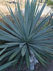 Agave rhodacantha