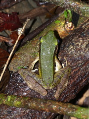 Odorrana hosii