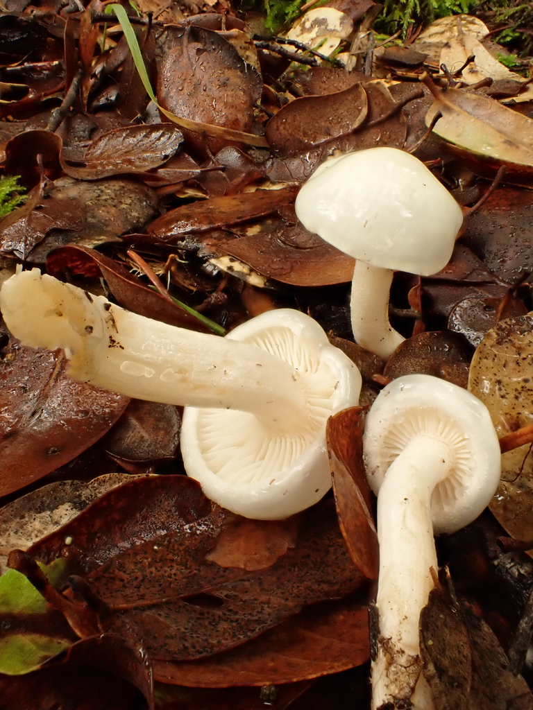 Hygrophorus eburneus · November 2025 · photo: © reago (iNaturalist, cc-by)