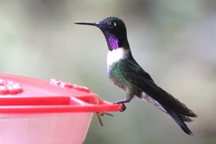 Heliangelus amethysticollis