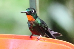 Heliangelus micraster