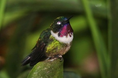 Heliangelus amethysticollis