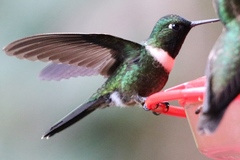 Heliangelus amethysticollis