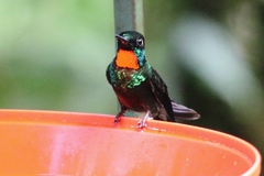 Heliangelus micraster