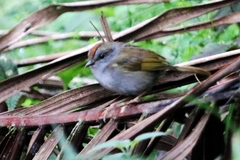 Myiothlypis coronata
