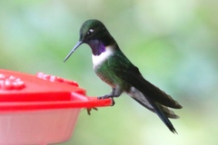 Heliangelus amethysticollis