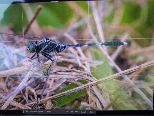 Slender Skimmer