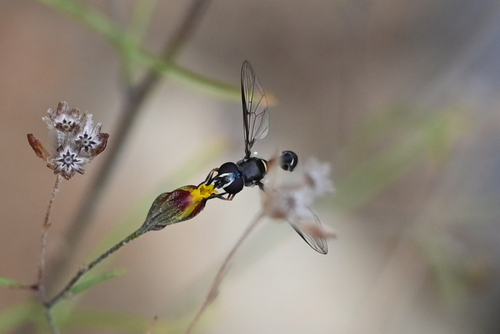 Unknown species found near Sierra Vista Southeast, AZ, USA