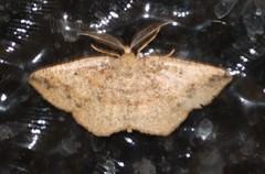 Cabera strigata