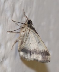 Xylopteryx arcuata