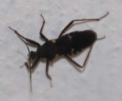 Reduviinae