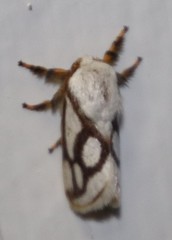 Parapluda invitabilis
