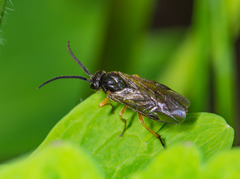 Pristiphora rufipes
