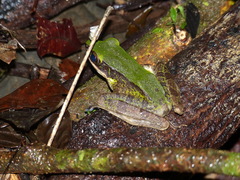 Odorrana hosii