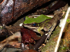 Odorrana hosii